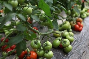 【素食養(yǎng)生】勸人吃素時(shí)常被反問植物也有生命，覺醒法師答：植物屬于無情生命